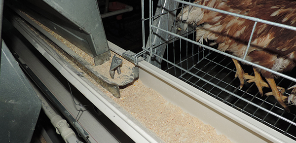 季節(jié)交換時的雞舍通風管理要點