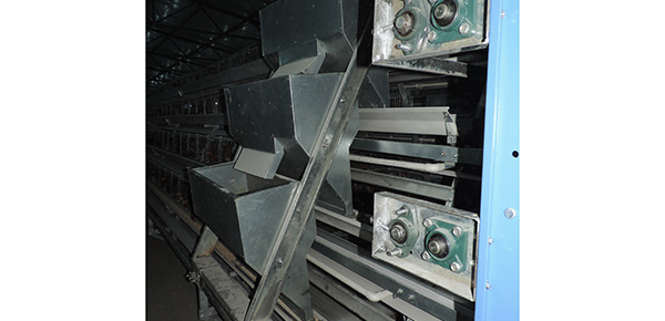 春季肉雞養(yǎng)殖重點(diǎn)注意事項