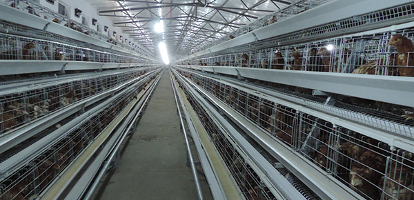 未來養(yǎng)雞行業(yè)的趨勢