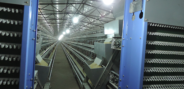 干了這碗有營養(yǎng)的熱「雞湯」